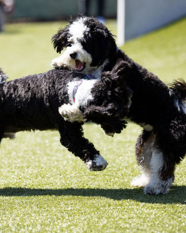 Two pups playing with each other in a Skiptown location