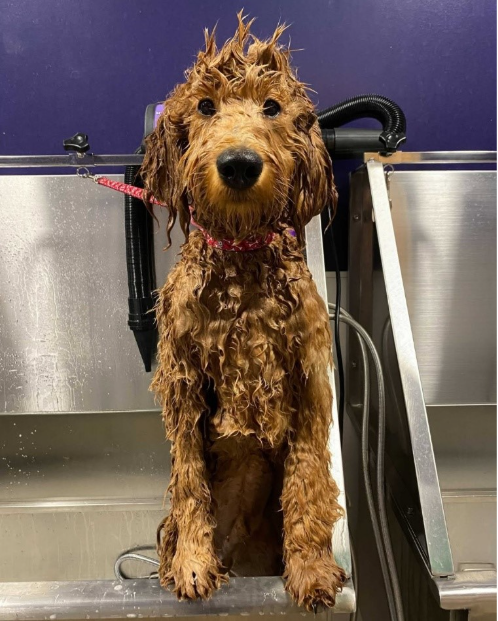 A pup at a Skiptown location