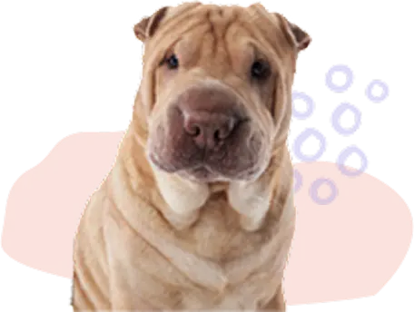Shar Pei
