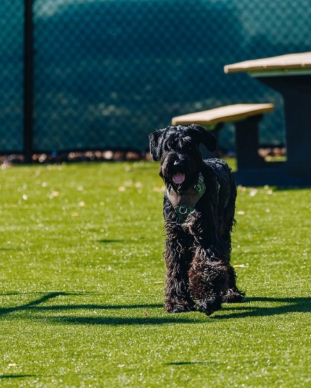 A pup playing in a Skiptown location