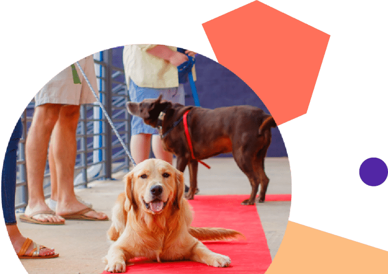 Charlotte Dog Services and Pet Care Daycare, Boarding, and more