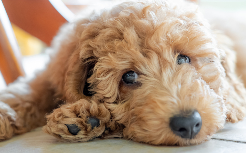 Golden Doodle Puppy