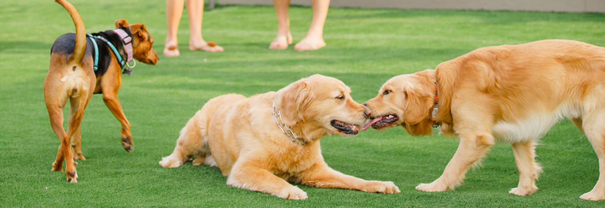 Premier Dog Daycare Services in Charlotte, NC