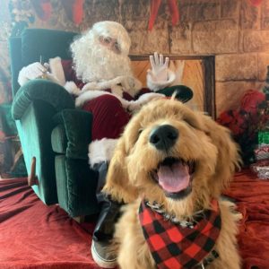 Pictures for dogs with Santa Claus