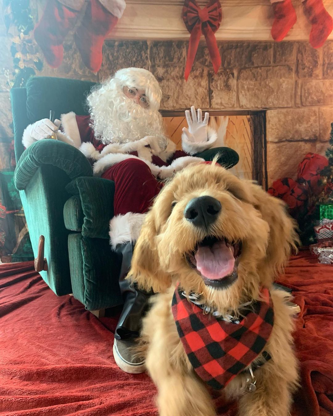 Pictures for dogs with Santa Claus