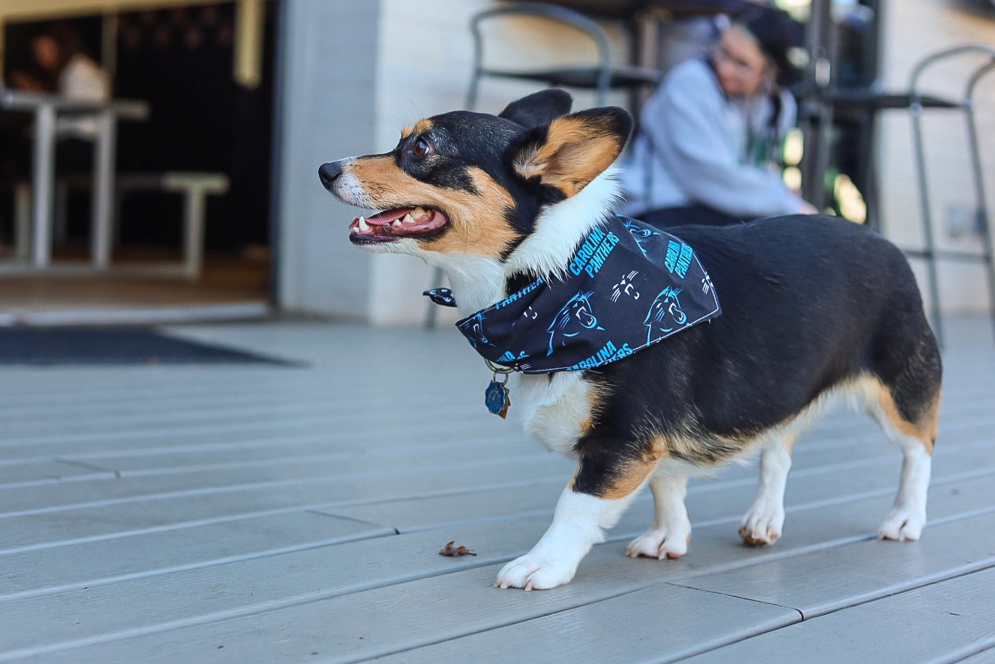 NFL, Dog, Dog Collar Nfl Carolina Panthers Bandana Collar