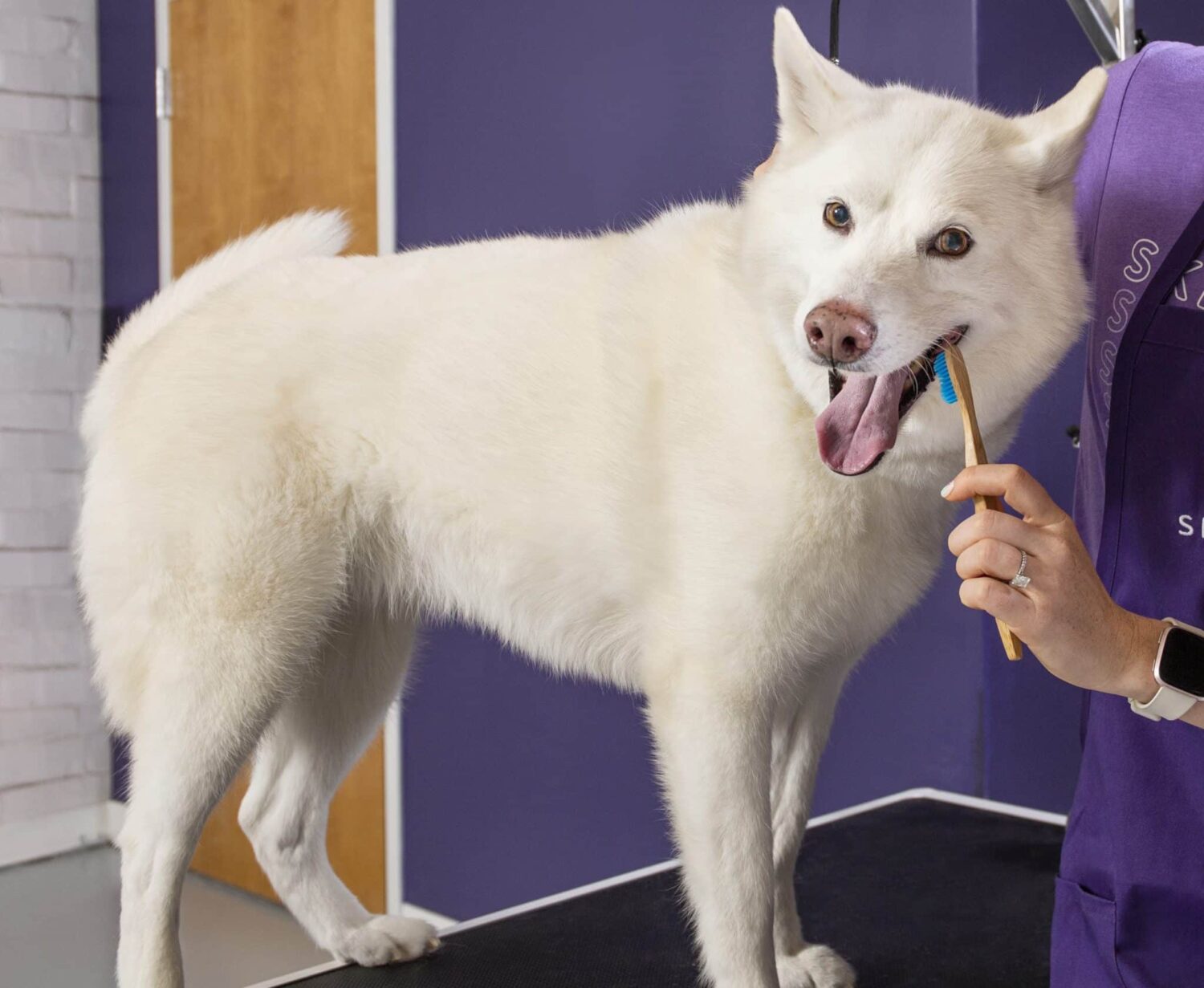 A very good white dog having her teeth brushed by a charlotte dog groomer