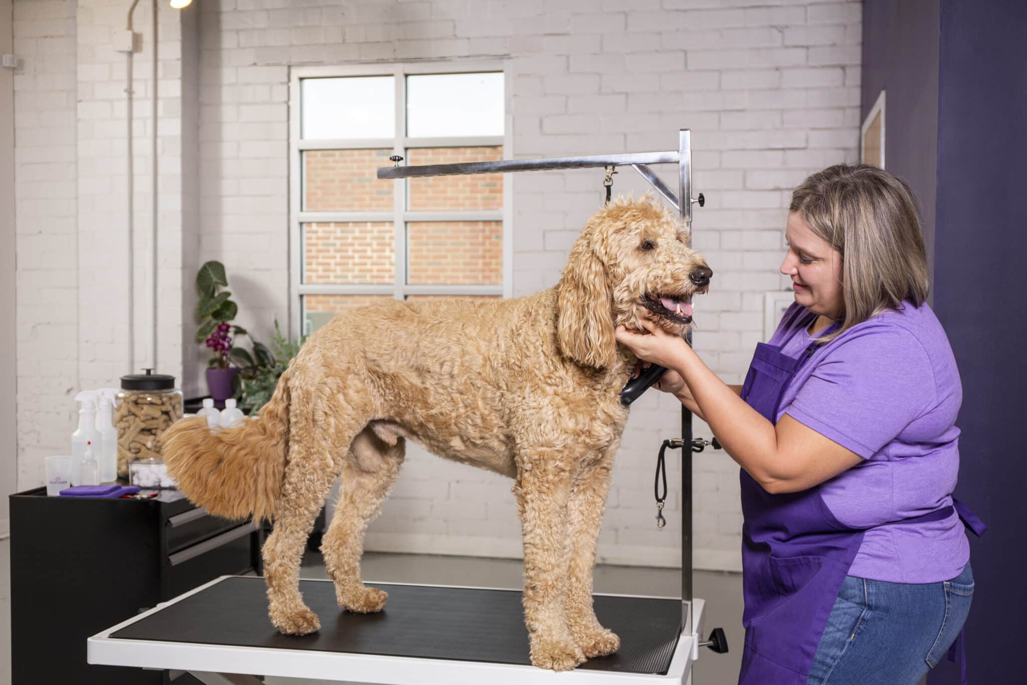 A dog groomer cleaning a golden dog in charlotte north carolina
