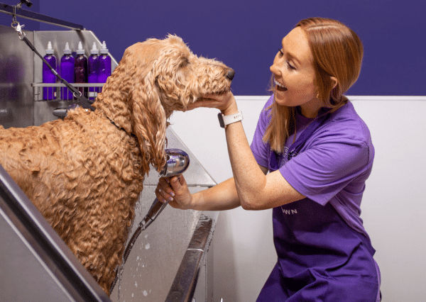 A woman smiling while grooming a doodle at Skiptown's dog grooming facility.