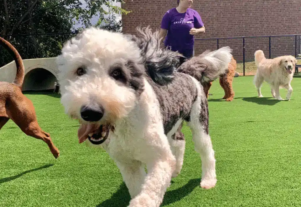 Close-up of a dog running at Skiptown's Daycare Center in Charlotte, NC