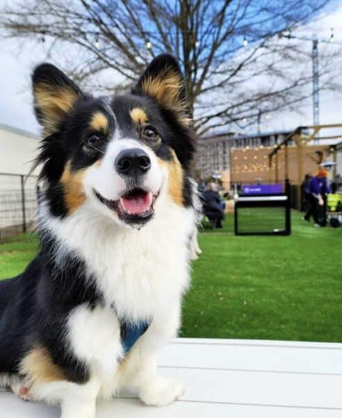 Happy dog sitting on a bench in a dog care center in Charlotte, NC