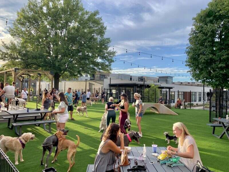 Image of pet owners with their dogs having a quality time at dog care center in Charlotte, NC