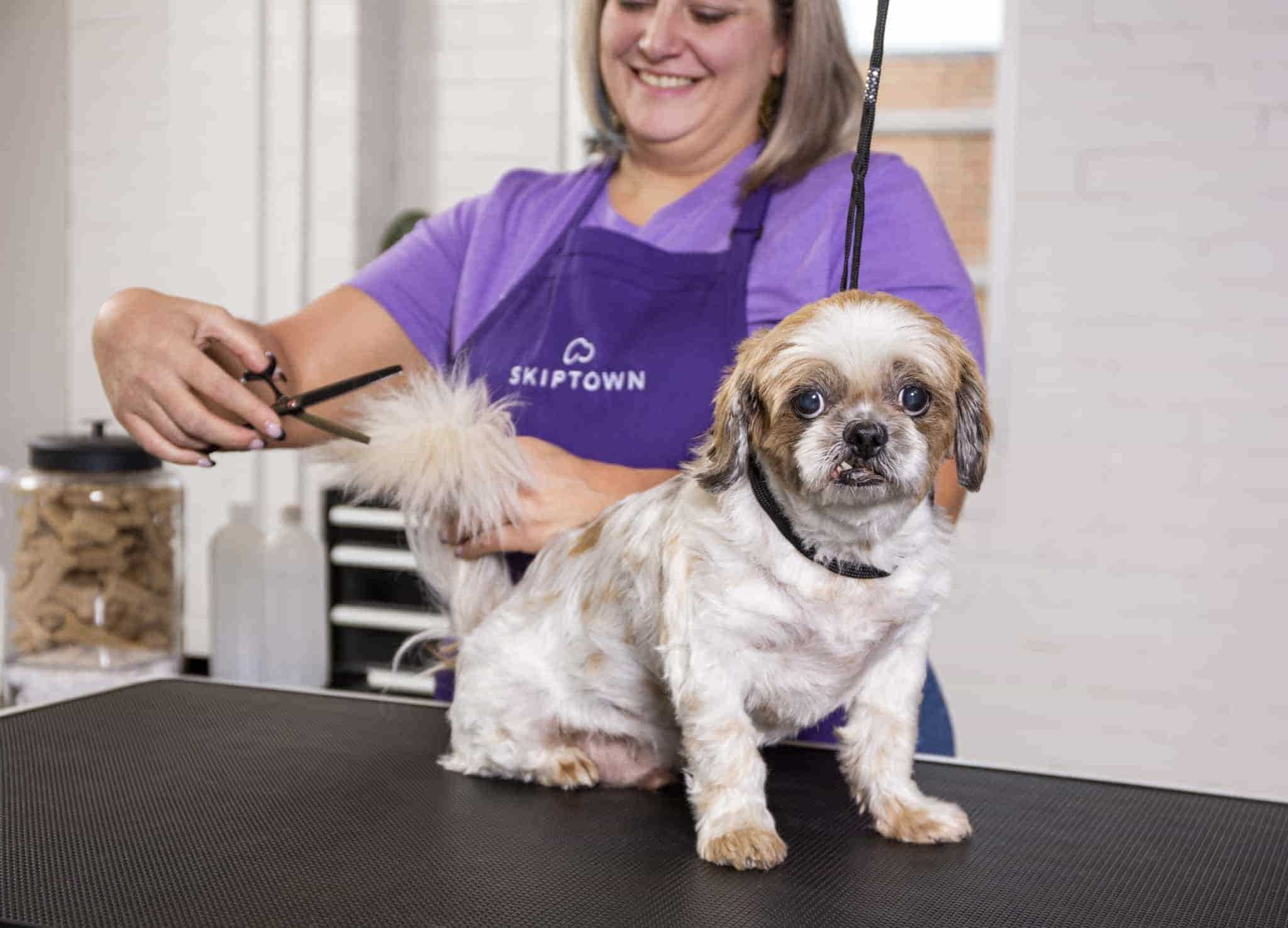 Skiptown employees trimming the tail of a dog at their grooming center in Charlotte, NC.