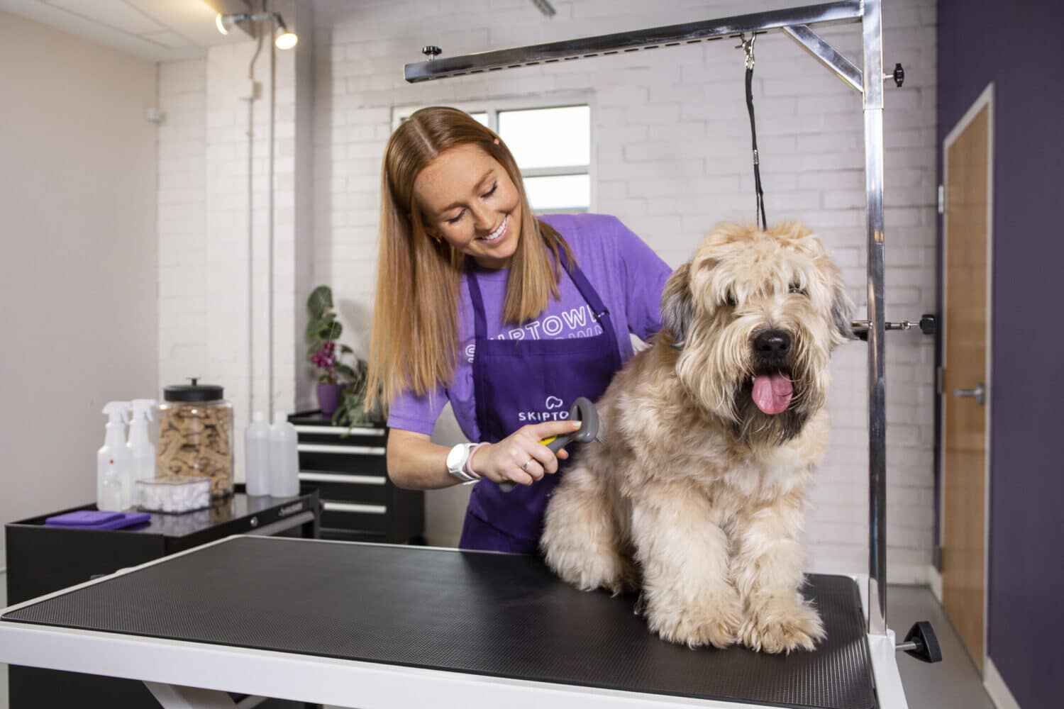 A dog being groomed at a dog grooming center in Charolotte, NC