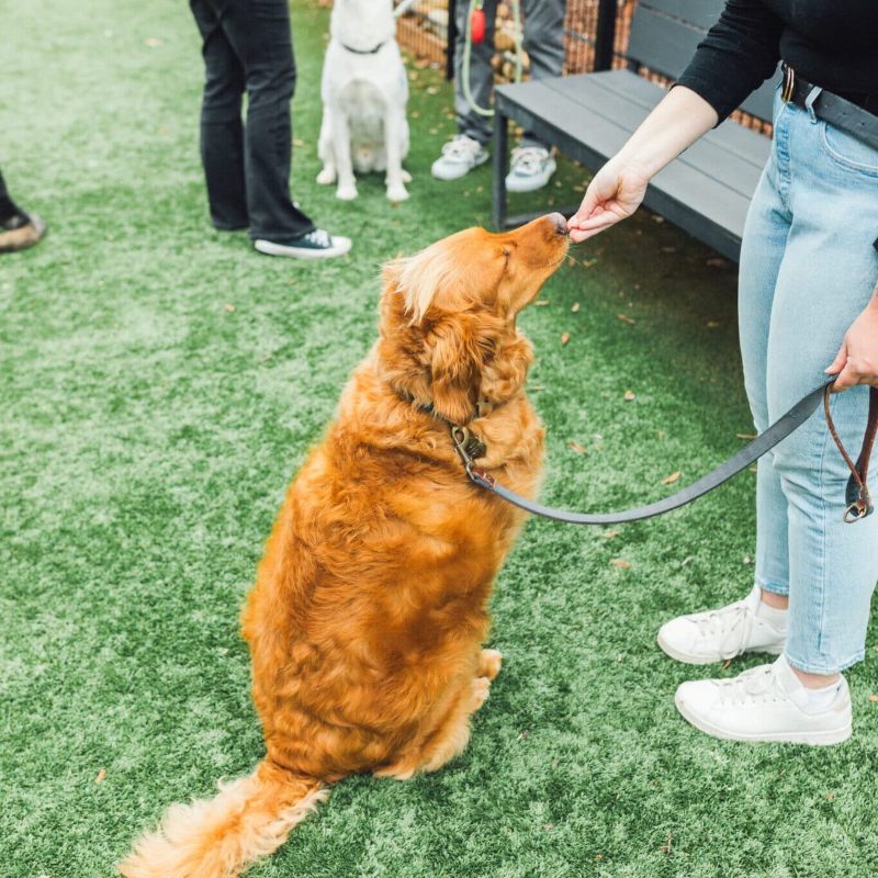 A lady giving treats to a golden retriever in Charlotte, NC