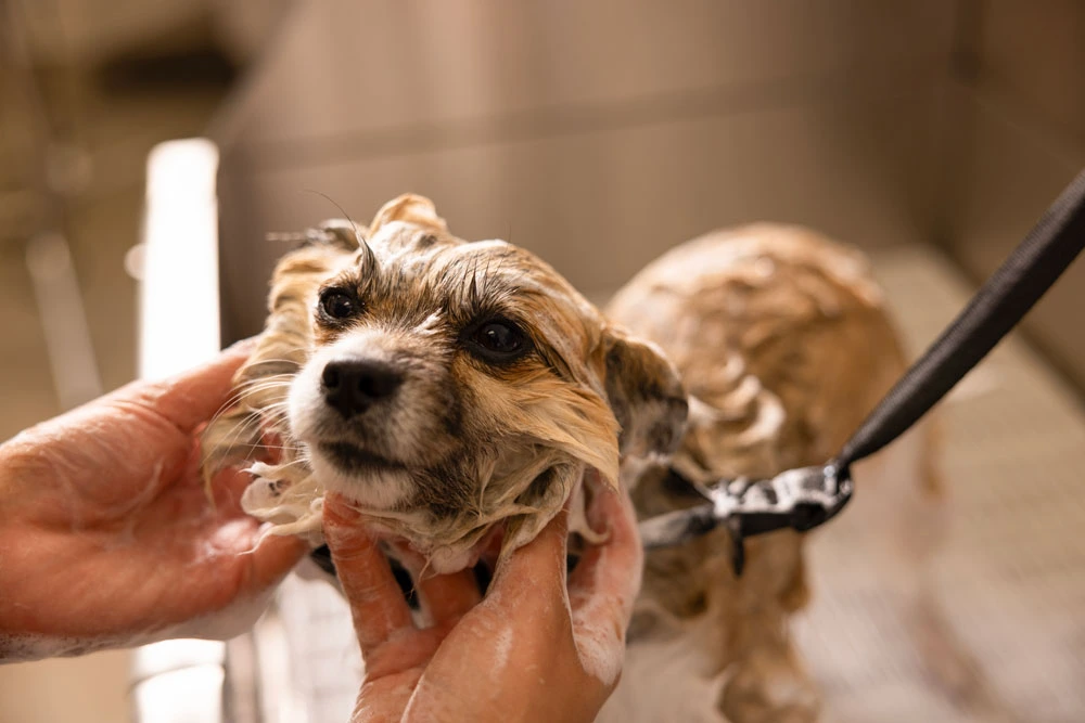 Dog Grooming at Skiptown