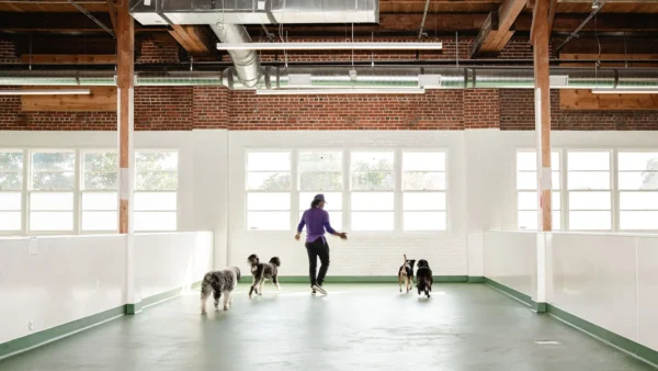 Skiptown daycare and boarding